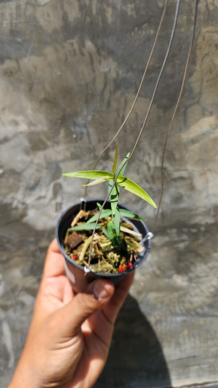 Hoya AFF Oligantha SP Papua Rare Tropical Wax Plant