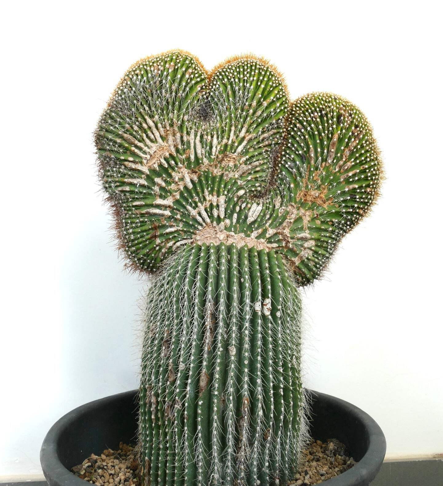 Carnegiea polylopha SAGUARO CRESTED 50x32cm – OLD SPECIMEN WILD