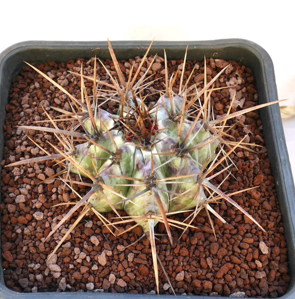 Echinocactus ingens STRONG SPINES 18cm – Giant barrel cactus | Giant viznaga