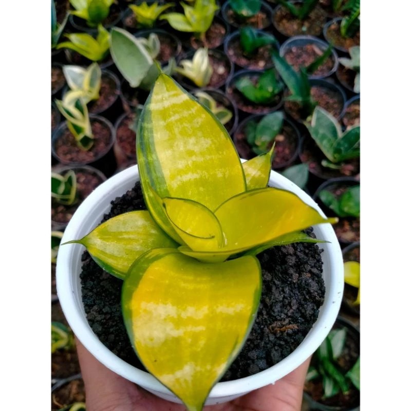 Sansevieria Hahnii Philippine Gold Compact Rosette Live Plant Grow in Pot