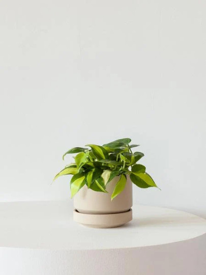 Philodendron Brasil Brazil in 4 inch Pot | Trailing Plant | Live Houseplant Vine