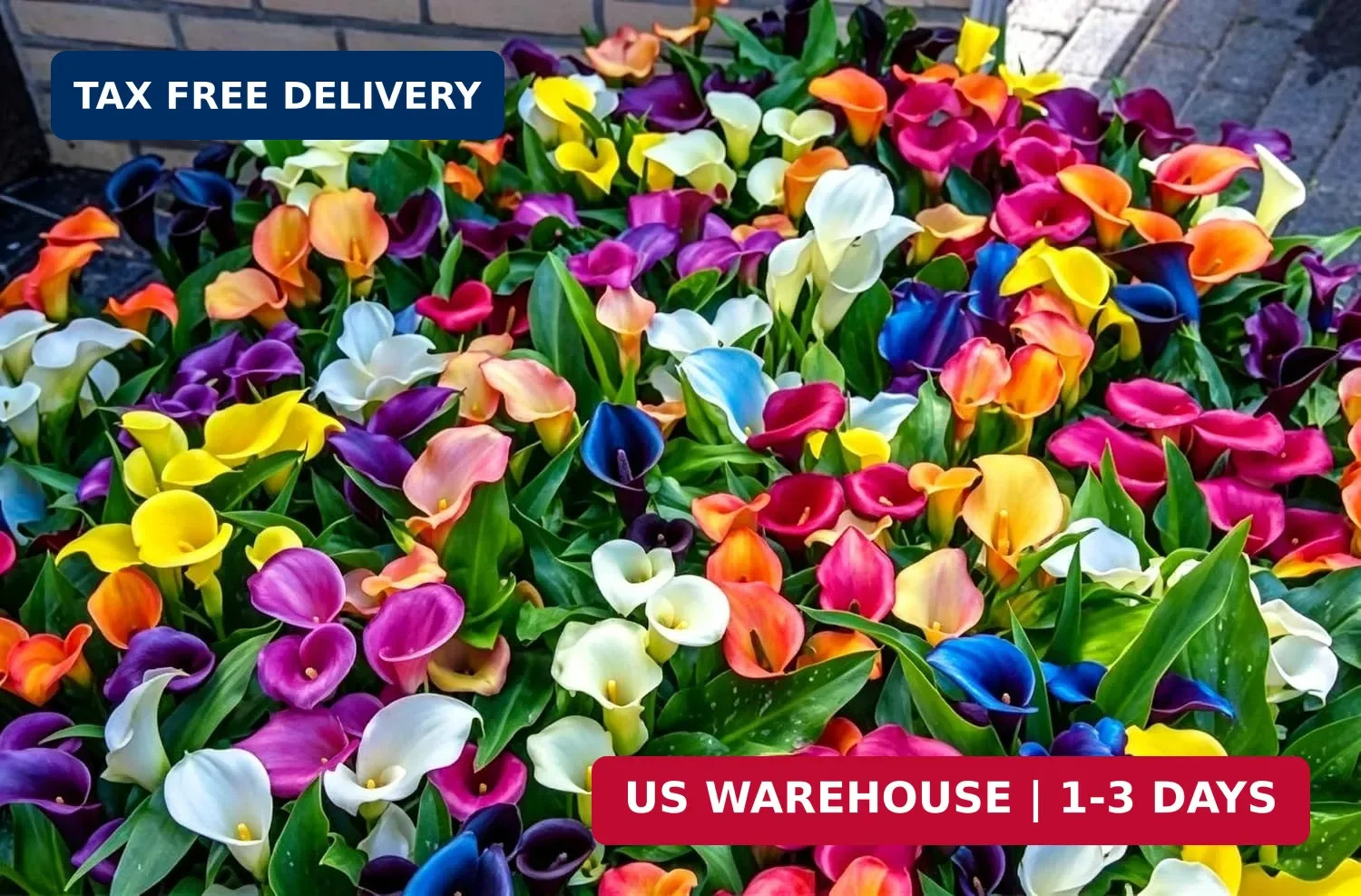 Mix Calla Lily Seeds, 150+ Pcs Mixed Color Perennial Zantedeschia Flower for Con