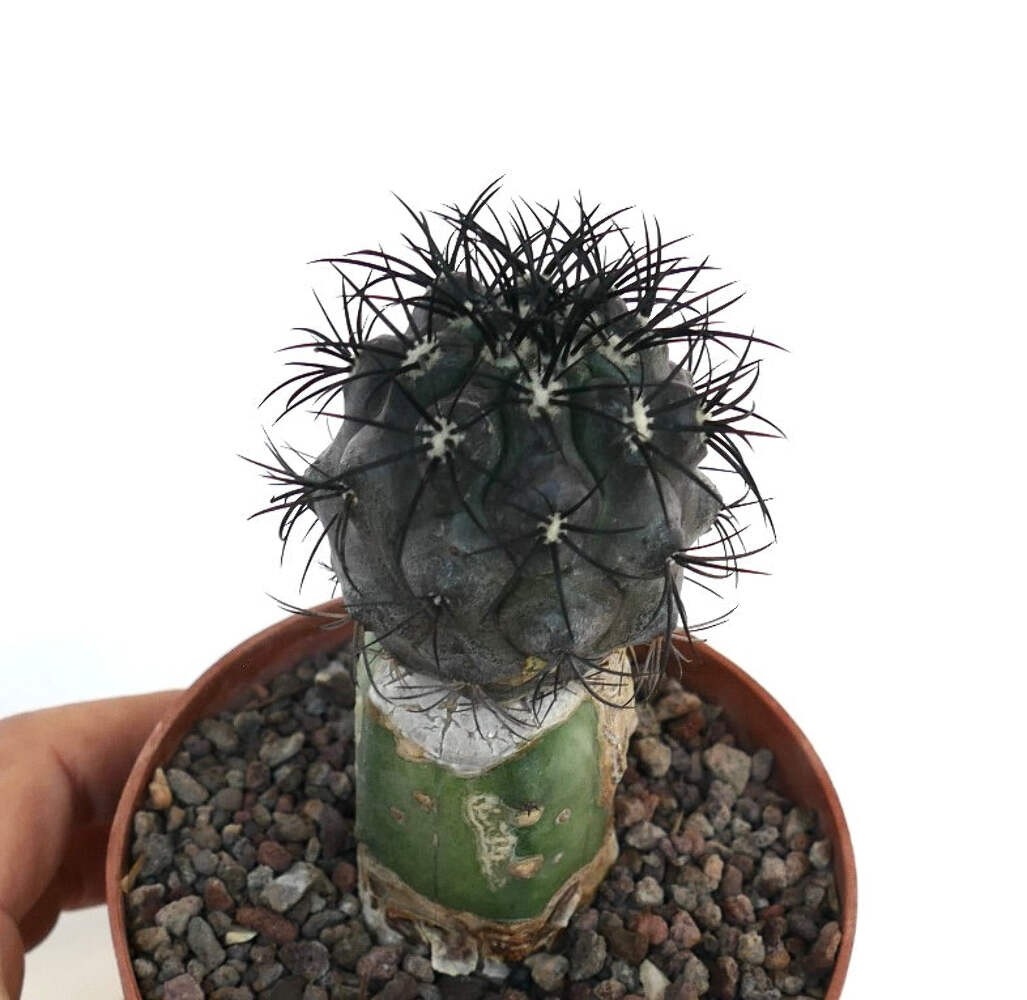 Copiapoa griseoviolacea GRAFTED BLACK SPINES – Copiapoa | Gray violet copiapoa