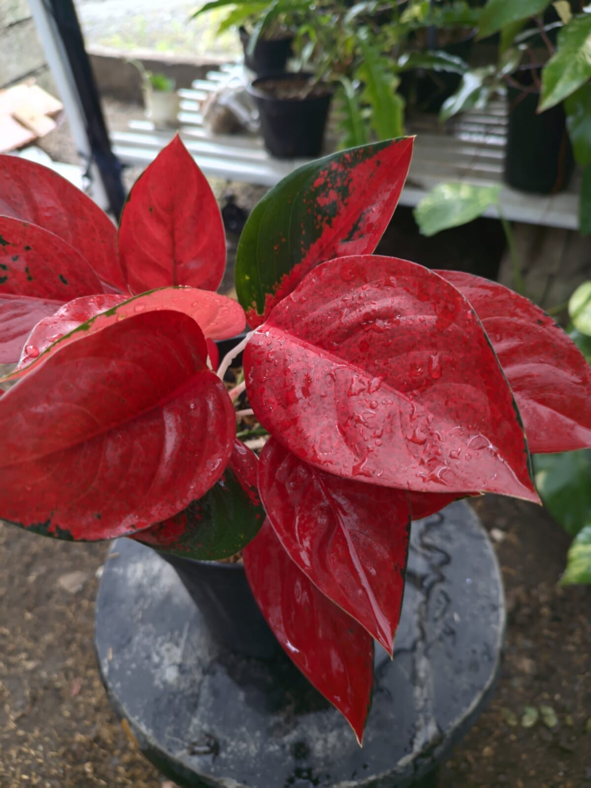 Real Pict Aglaonema Kochin Super Red Rare Plant
