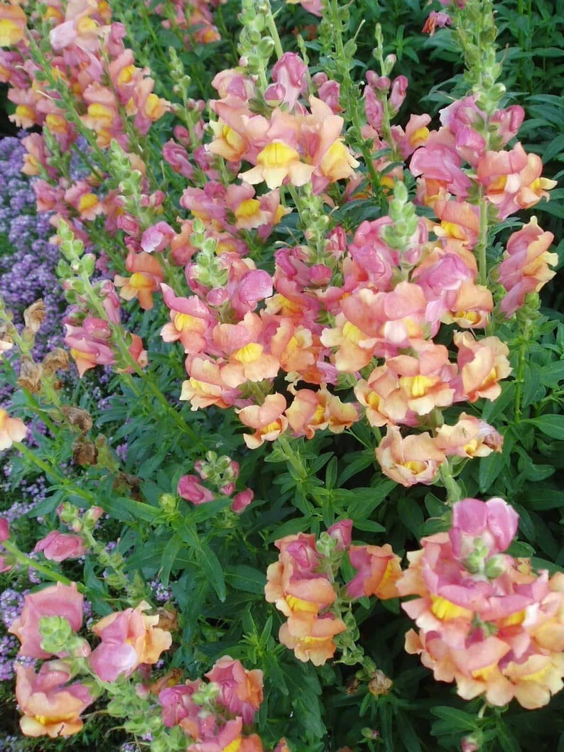 100 Pcs Cute Rocket Bronze Snapdragon Flower Seeds