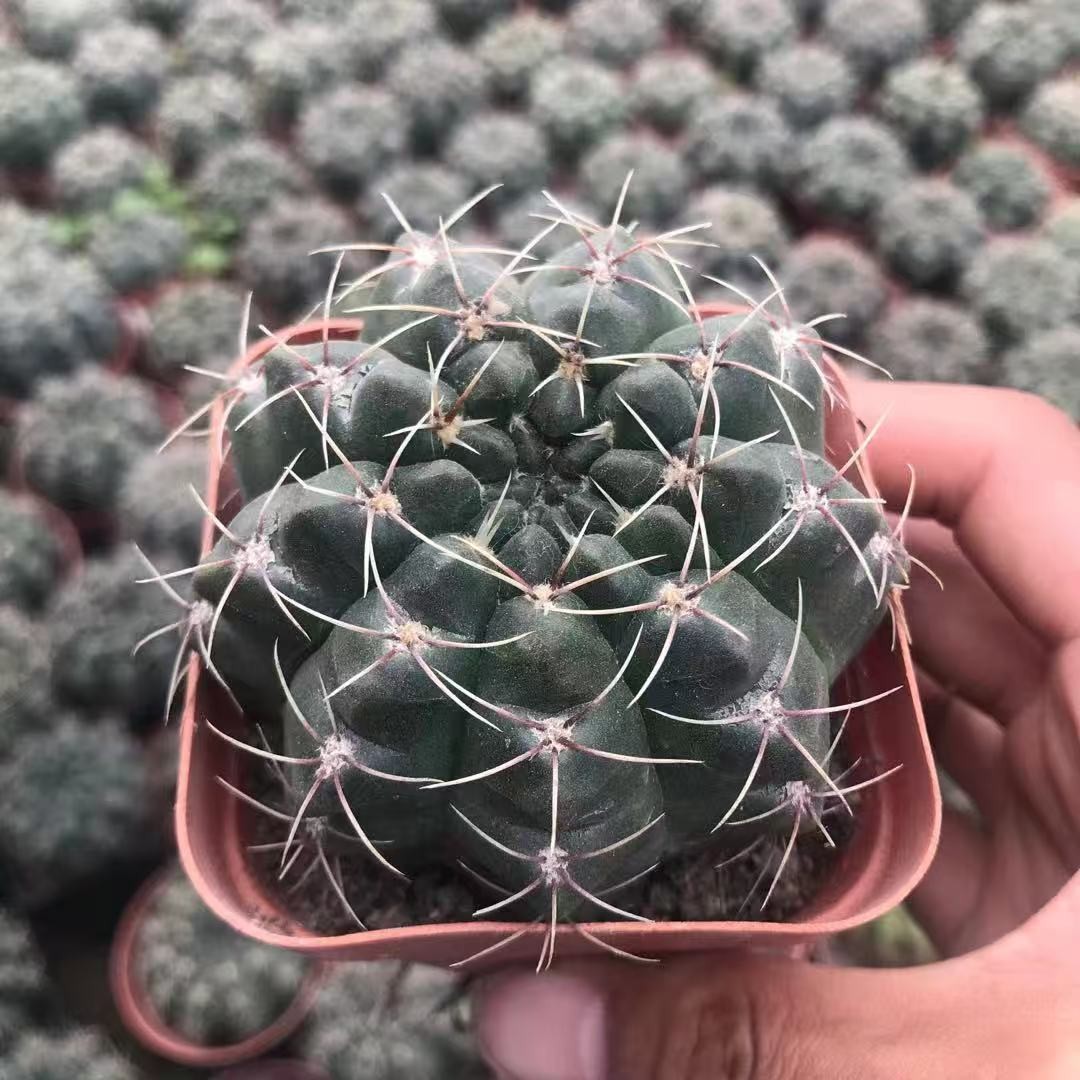 Gymnocalycium baldianum Dwarf Chin Cactus Live Succulent Plant Blooming Cactus