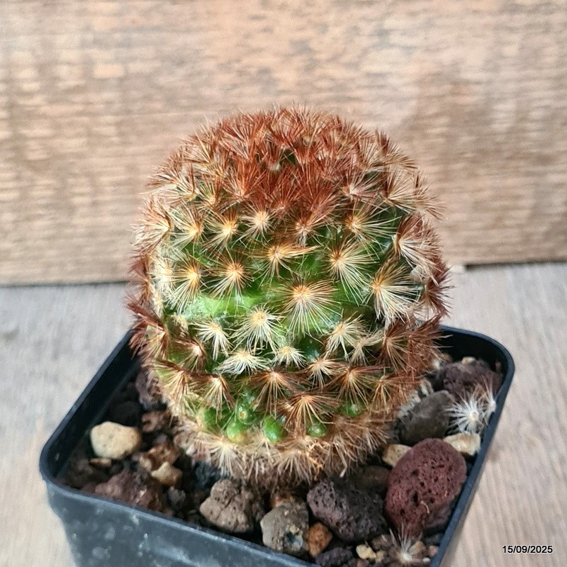 D6418 MAMMILLARIA CARMENAE pot8-H9-W6 cm MaMa Cactus