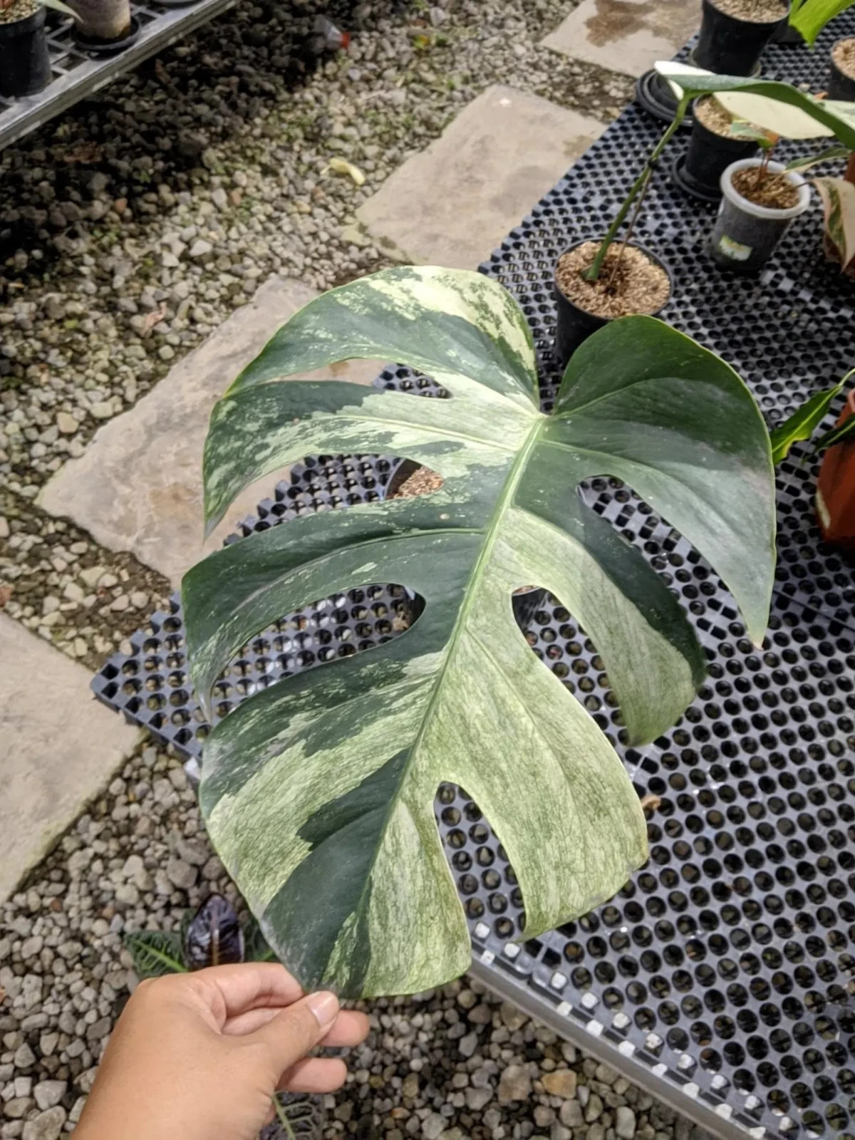 Real Pict Monstera Jungle Mint Variegated One Leave Rare Plant