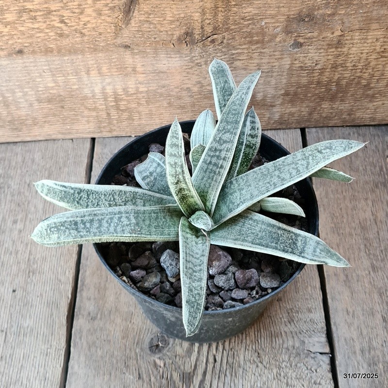 D5623 GASTERIA BATESIANA VARIEGATED pot18-H13-W26 cm MaMa Cactus