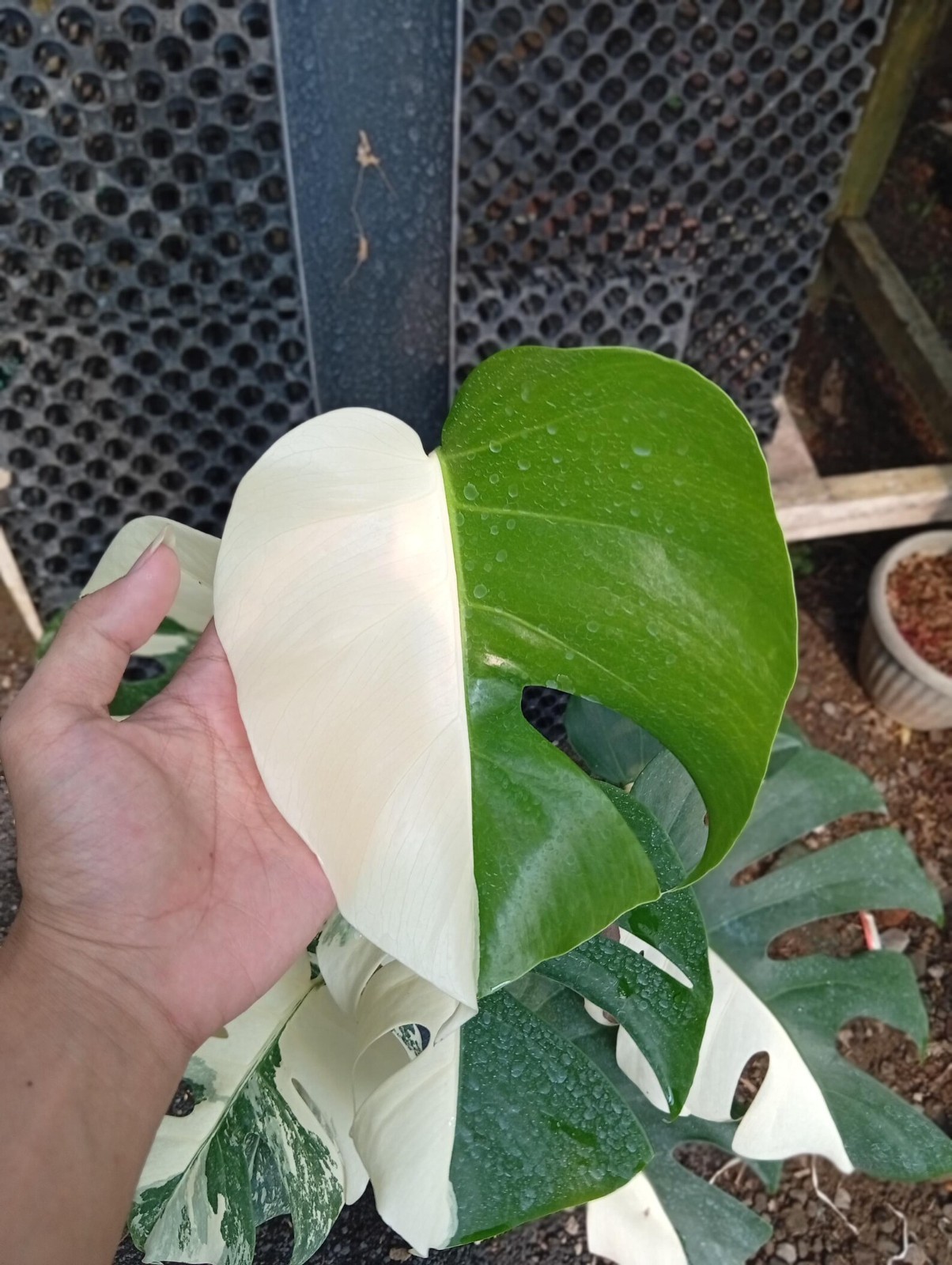 Real Picture Monstera Halfmoon x White Tiger Variegated 7 Leaves Large Size