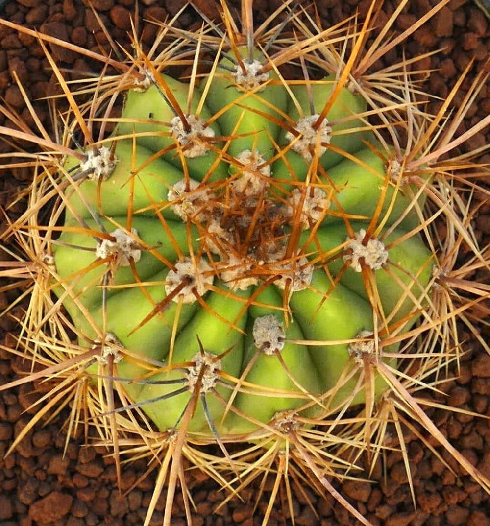 Cereus pasacana SELECTED 16cm diameter – Pasacana cactus | Argentine saguaro
