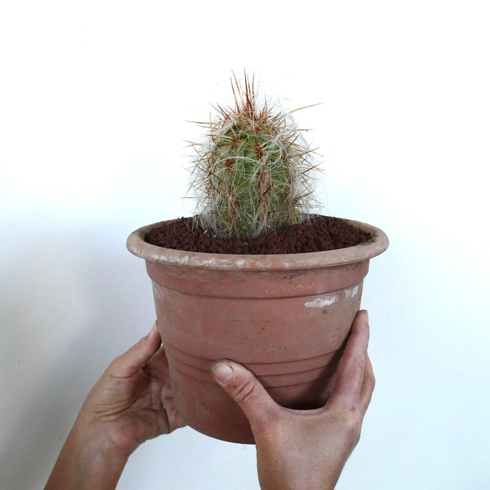 Oreocereus celsianus STRONG SPINES – Old Man of the Andes | Mountain Old Man