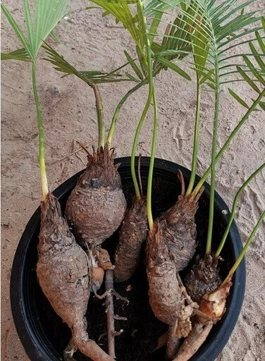1 pcs Mini Random Size Cycas siamensis Rare Ornamental Product details Forest