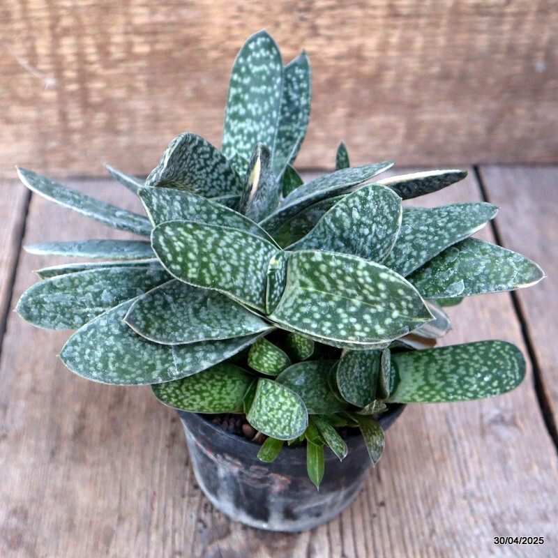 A9833 GASTERIA LILIPUTANA VARIEGATED pot10-H14-W20 cm MaMa Cactus