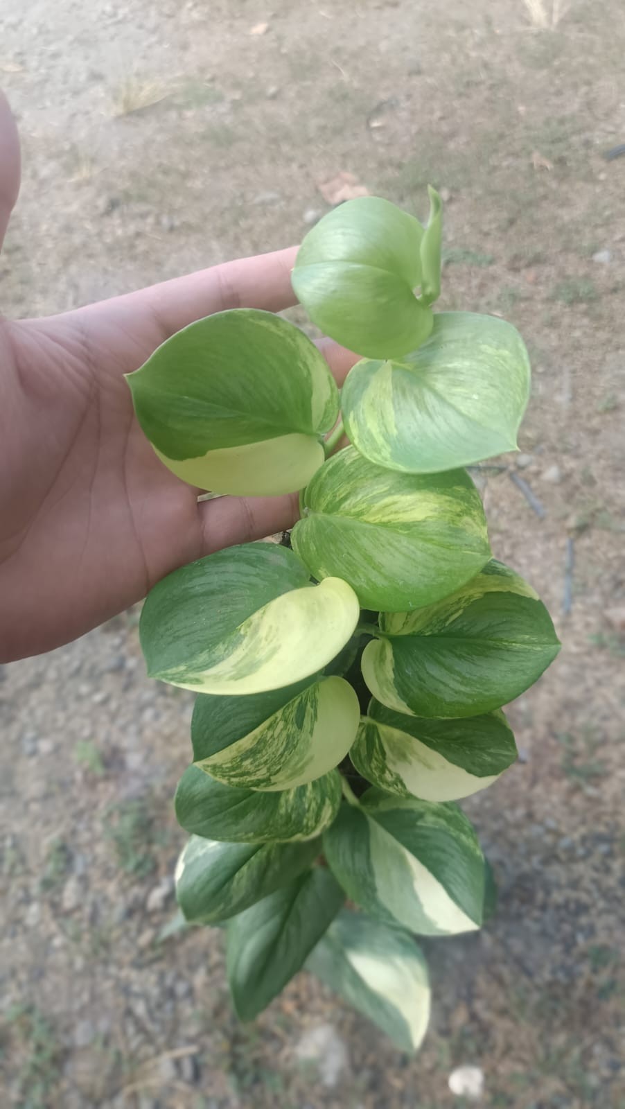 Real Picture Scindapsus Rubicon Tricolor Variegated Mature Size