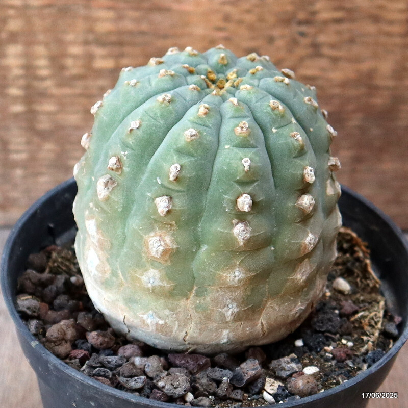 D4619 MATUCANA MADISONIORUM pot12-H9-W8 cm MaMa Cactus
