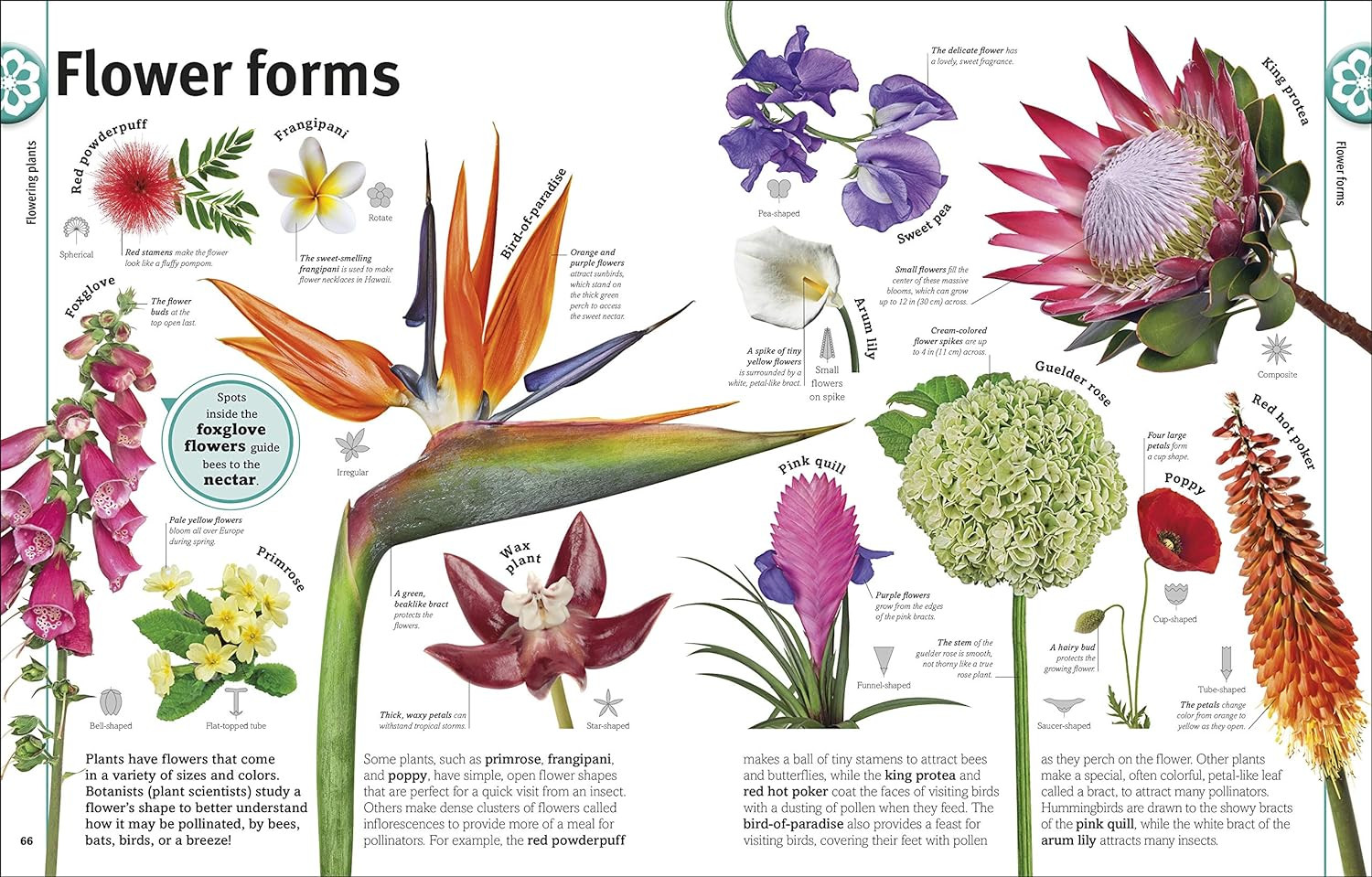 Trees, Leaves, Flowers & Seeds: a Visual Plant Encyclopedia for Kids (DK Our Wor