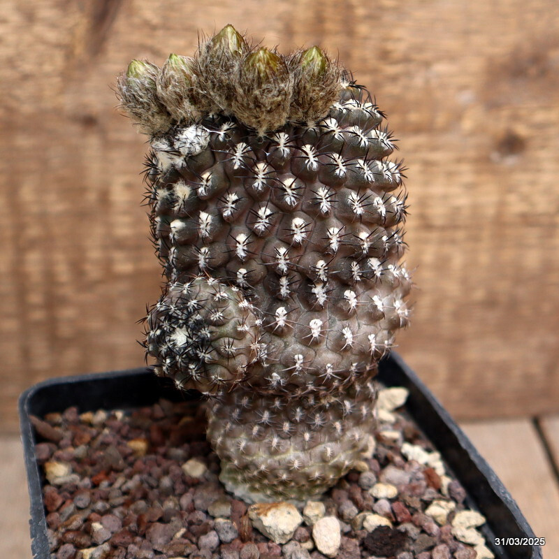 A5505 NEOPORTERIA NAPINA pot10-H11-W9 cm MaMa Cactus