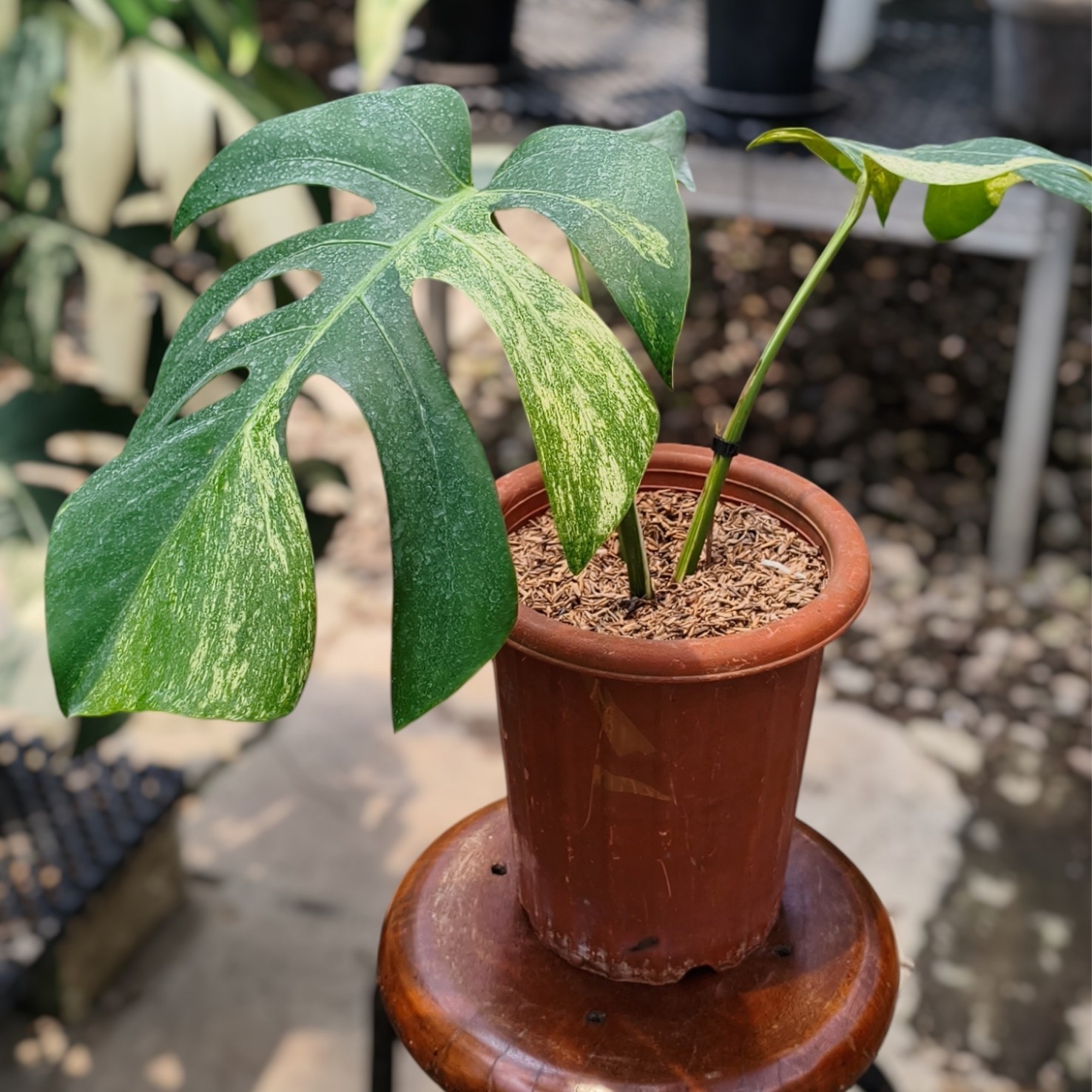 Monstera Mint Variegated Rare Plant