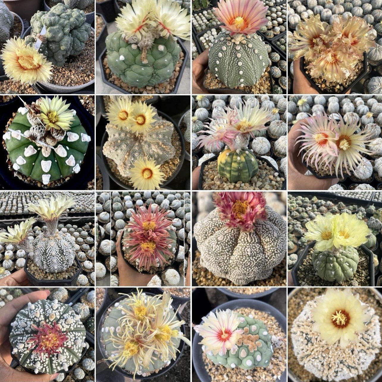 Astrophytum asterias mix -Tailand- 100seds harvest 2024