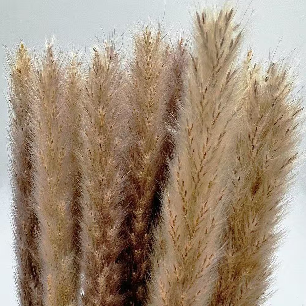 20 In. Brown Natural Indoor Non Artificial Dried Preserved Small Pampass Grass (