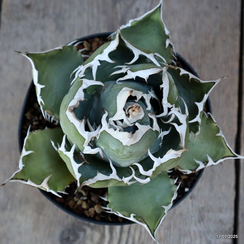 D5354 AGAVE TITANOTA COMPACT pot14-H11-W15 cm MaMa Cactus