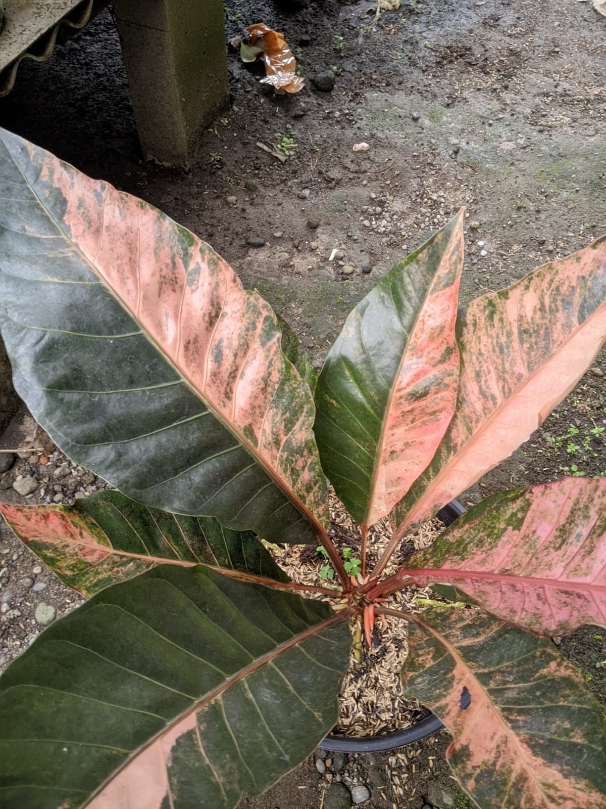 Anthurium Hookeri Pink Variegated Big Size Real Picture Very Beauty