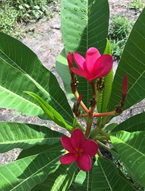 Nelson Plumeria Plant and All Flowering Tropicals Food Ferns Assorted Sizes