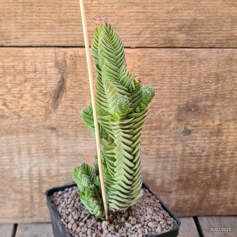 D5581 CRASSULA BUDDHA’S TEMPLE pot10-H19-W8 cm MaMa Cactus