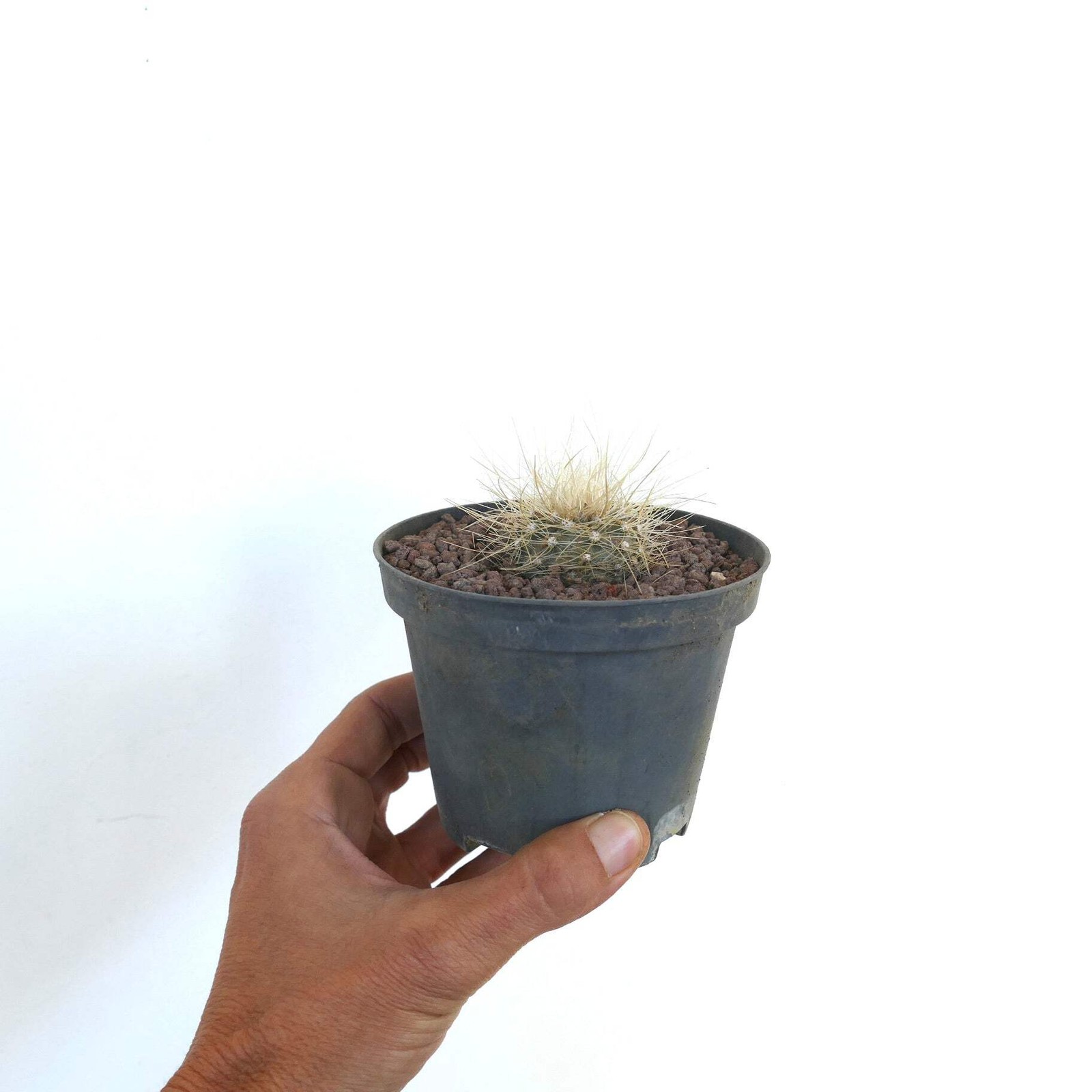 Copiapoa krainziana C310-G839 – no cinerea dealbata