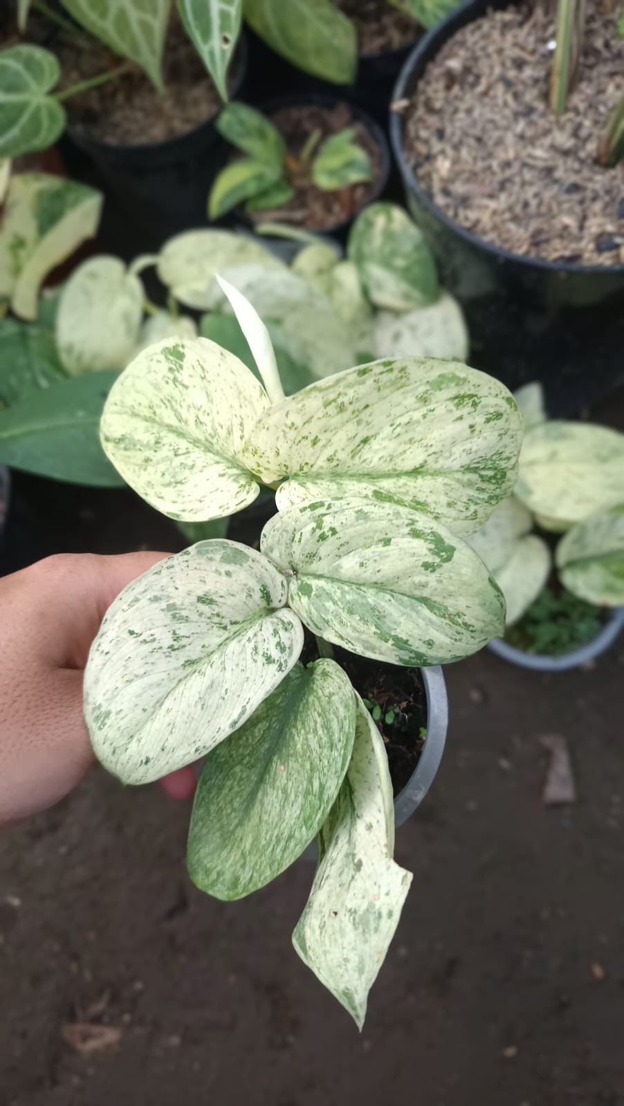 Scindapsus Silver Cloud variegated Real Picture