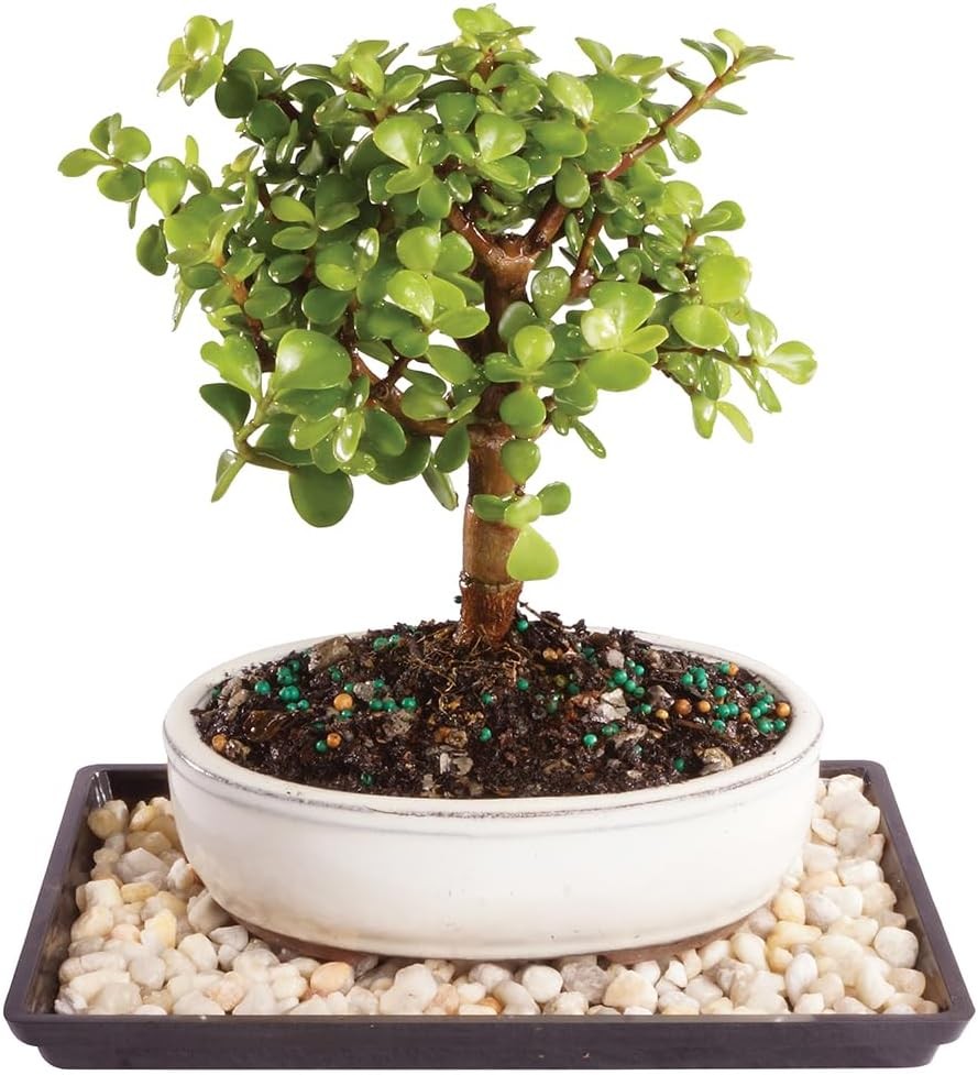 Brussel’s Bonsai Live Dwarf Jade Tree, Indoor – Small, 3 Green