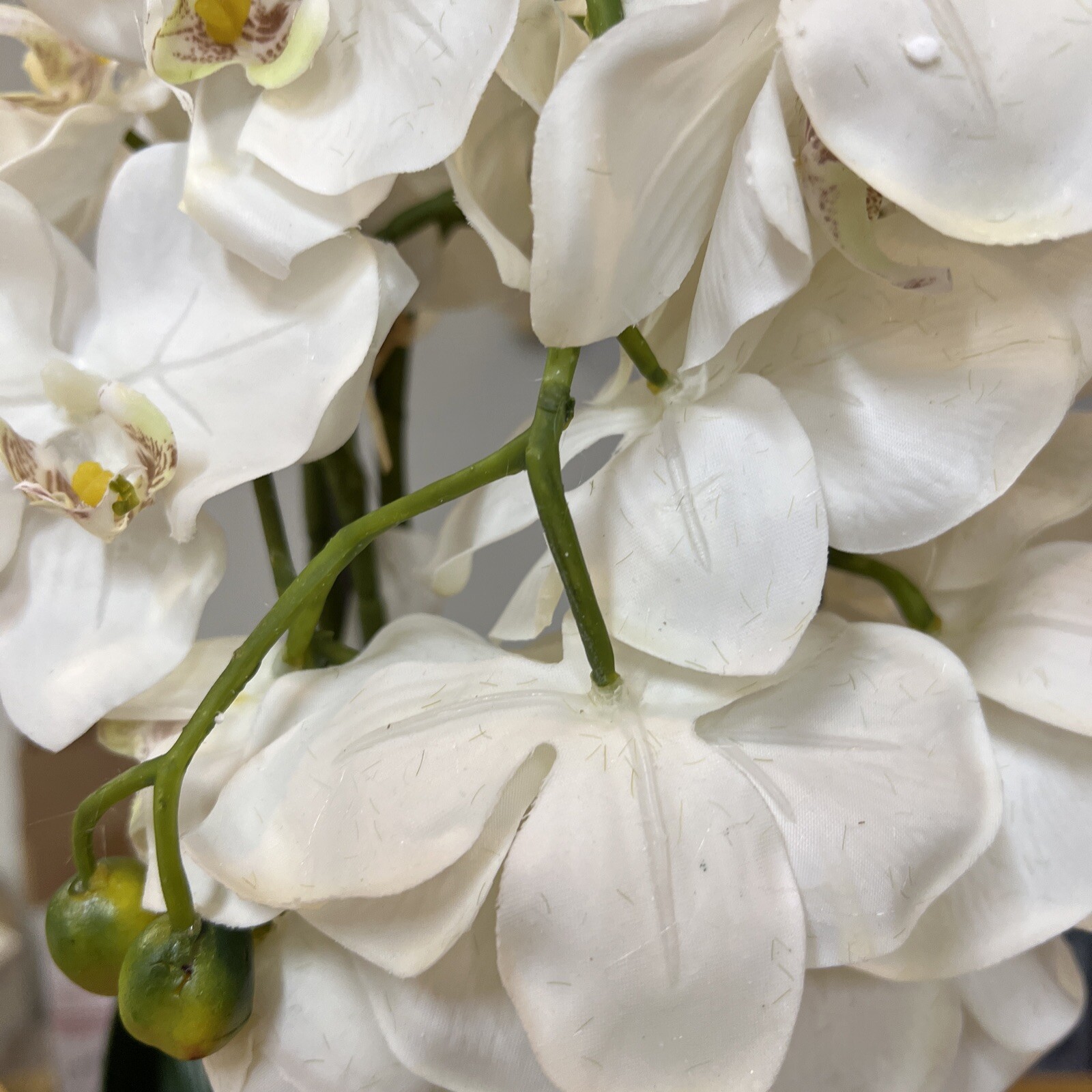 22″ Orchid Green White In Ceramic Pot Planter Valerie Parr Hill