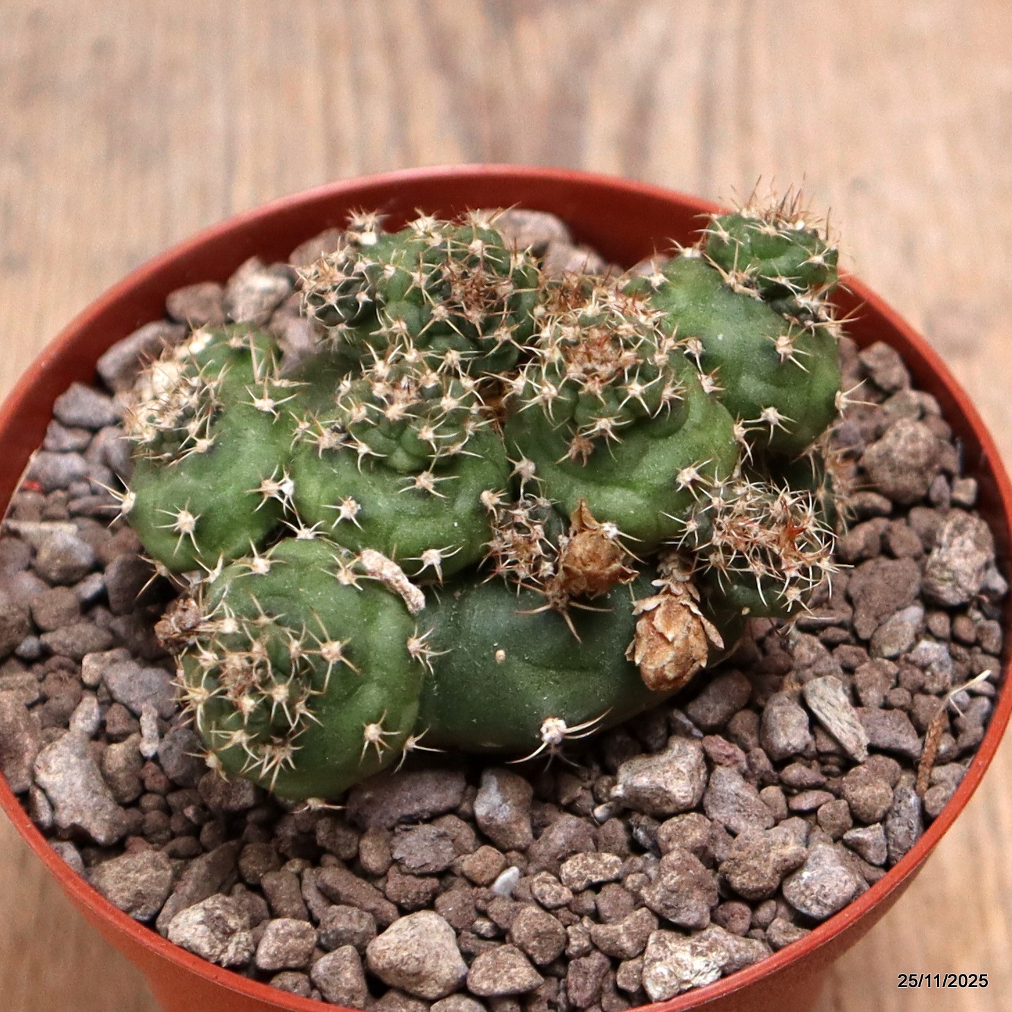 D7487 GYMNOCALYCIUM SP. MONSTER pot10-H6-W8 cm MaMa cactus