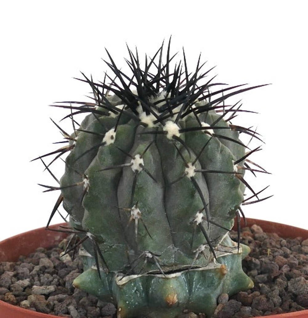 Copiapoa cinerea GRAFTED GRAY BODY & BLACK SPINES – Copiapoa cactus | Gray copia