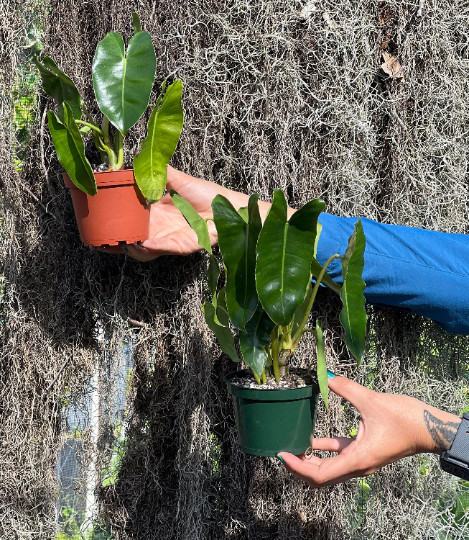 Burle Marx Philodendron Rooted with 4 inch Pots | Indoor & Outdoor Live Tropical