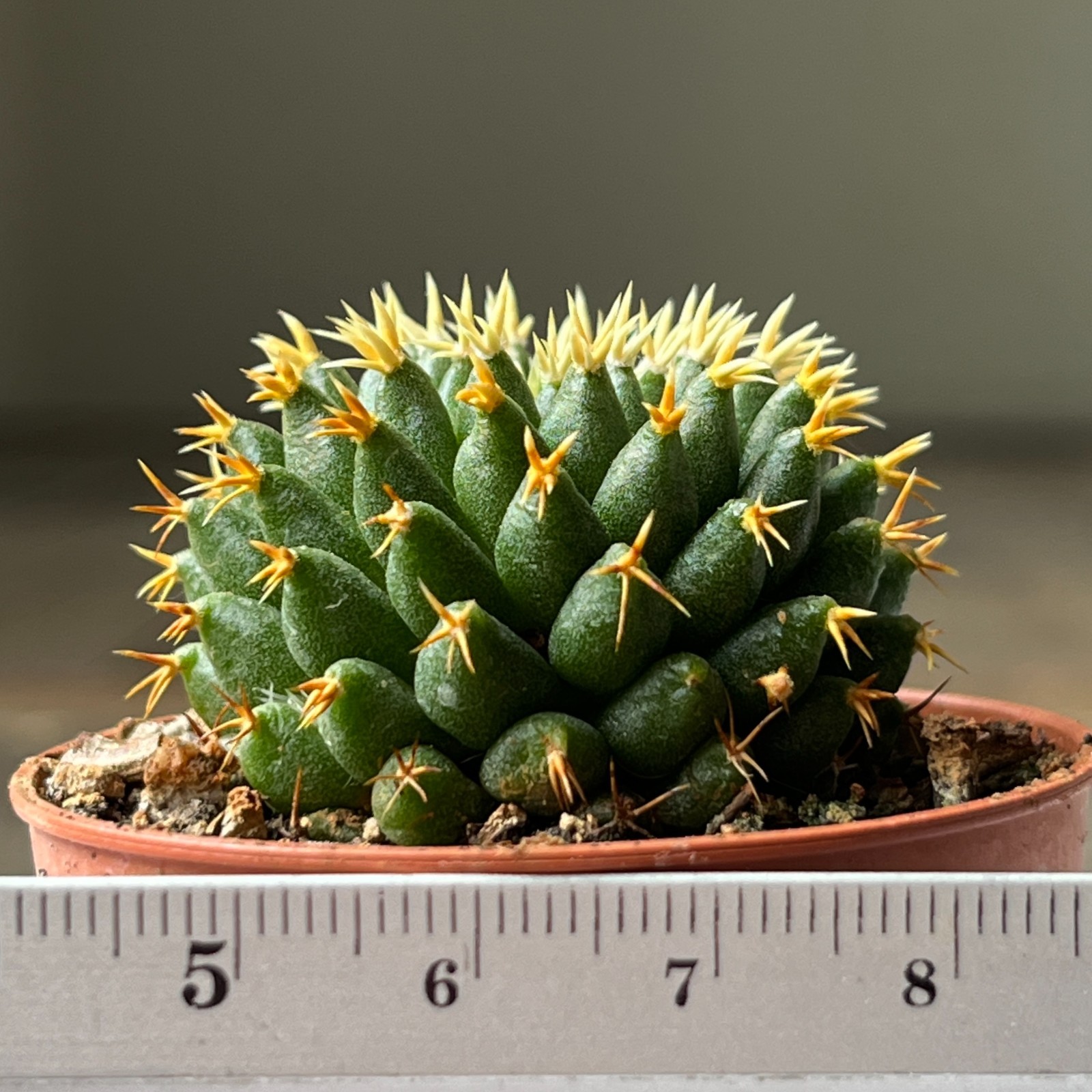 A17-1679 Mammillaria comptotricha cv. BRU, own root