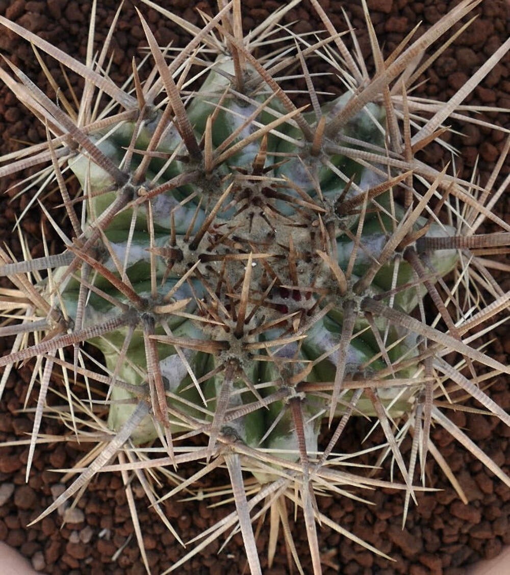 Echinocactus ingens 18cm diameter STRONG SPINES – Mexican giant cactus | Giant b