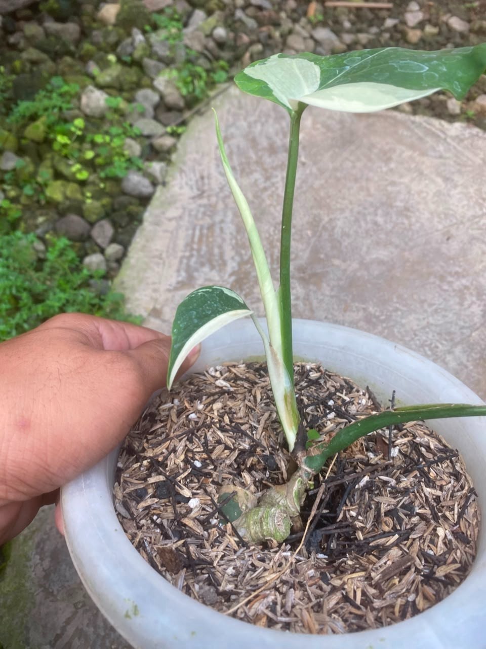 Monstera Jungle Mint , Rare Variegated Monstera, Real Picture, Aroid Houseplant