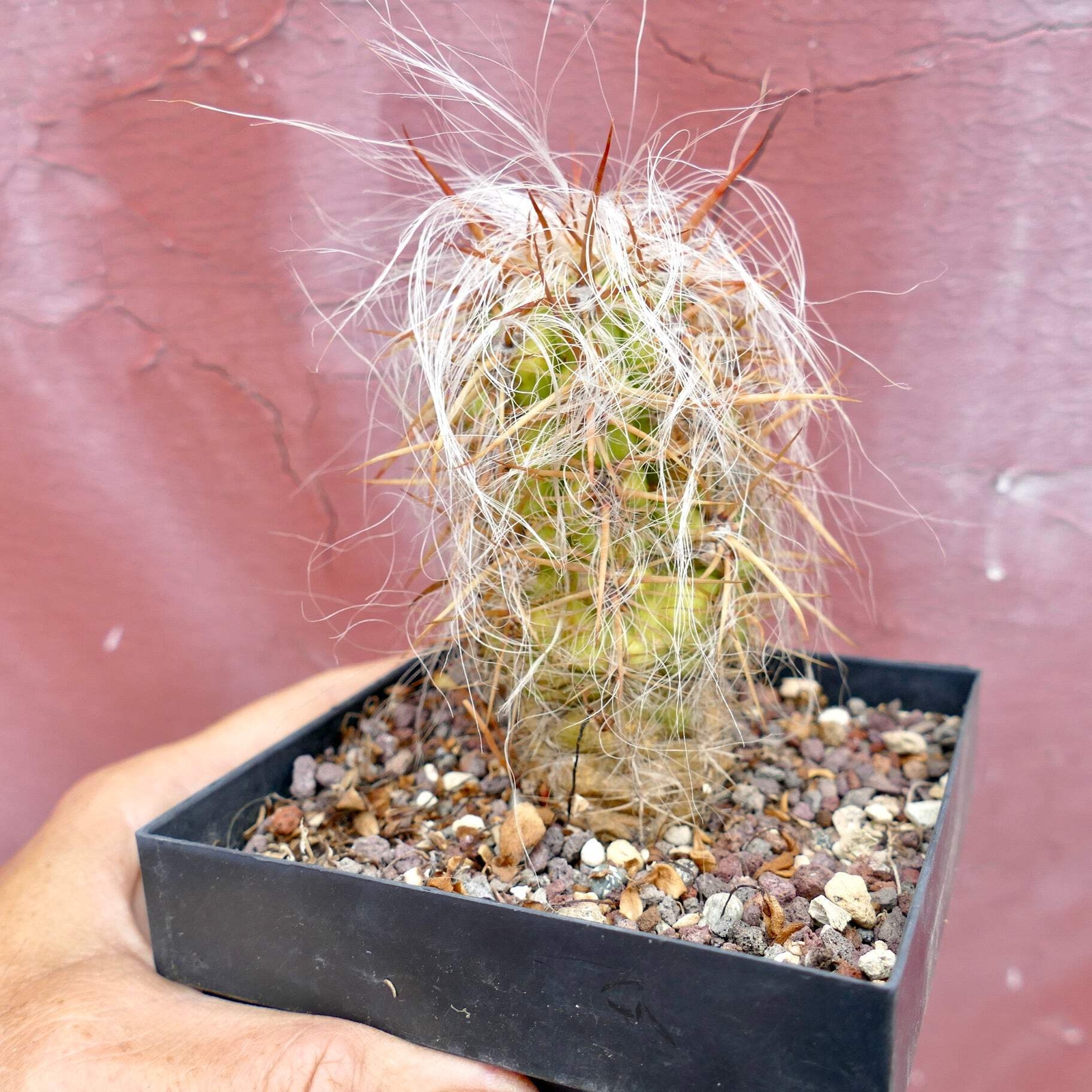 Oreocereus celsianus STRONG SPINES –