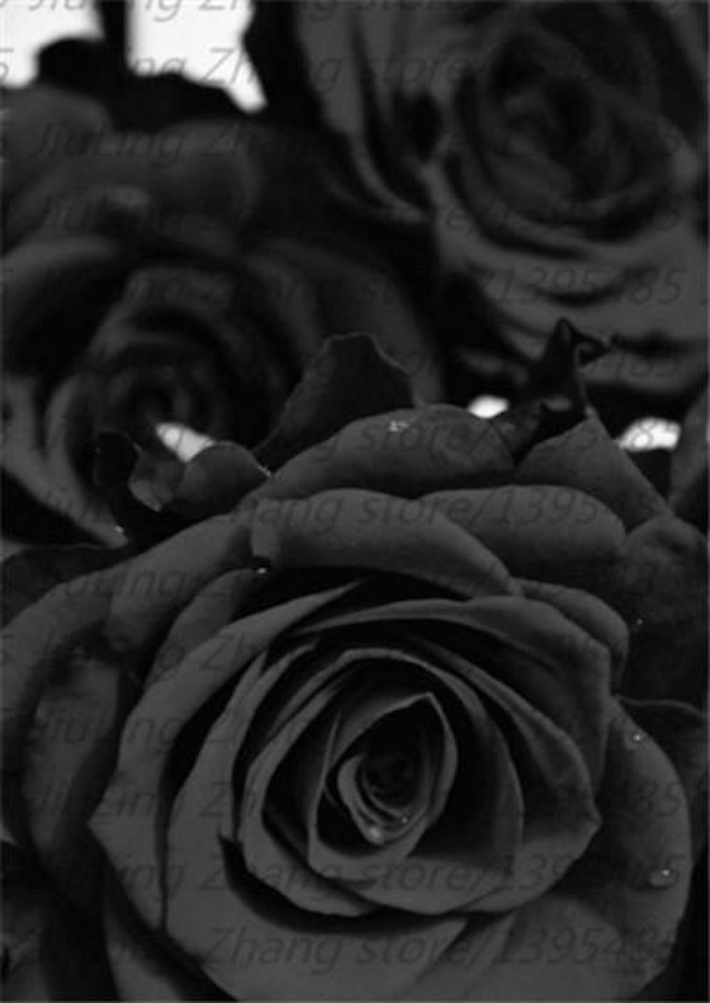 (10) RARE BLACK ROSE SEEDS perennial flower garden bush tea USA SELLER W/TRACK