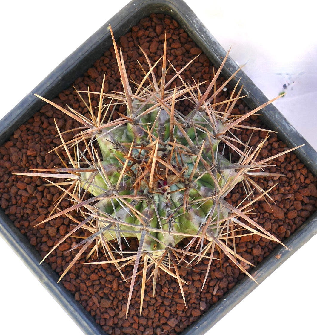 Echinocactus ingens STRONG SPINES 19cm – Giant barrel cactus | Mexican giant cac
