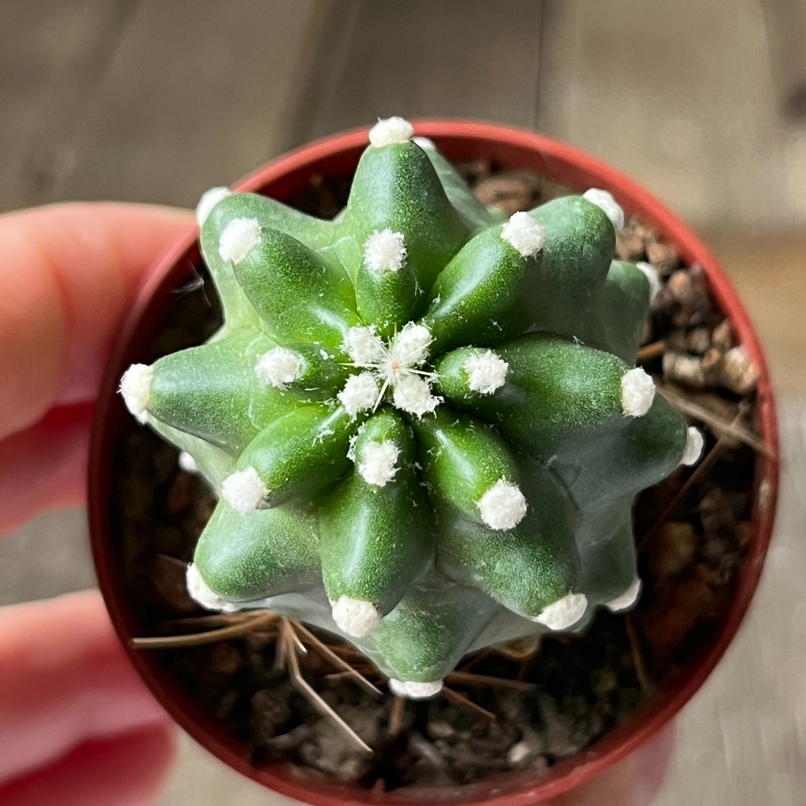 A17-747 Echinocereus v. perbella JRT 207, Ellis Co, OK, grafted