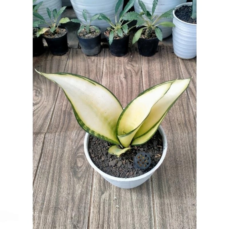Sansevieria Asahi Mutation Rare Snake Live Exotic Plant PL030