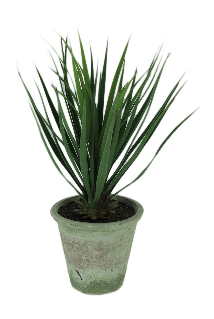 Scratch & Dent Yucca Plant in Clay Pot 26.5 Inch Tall