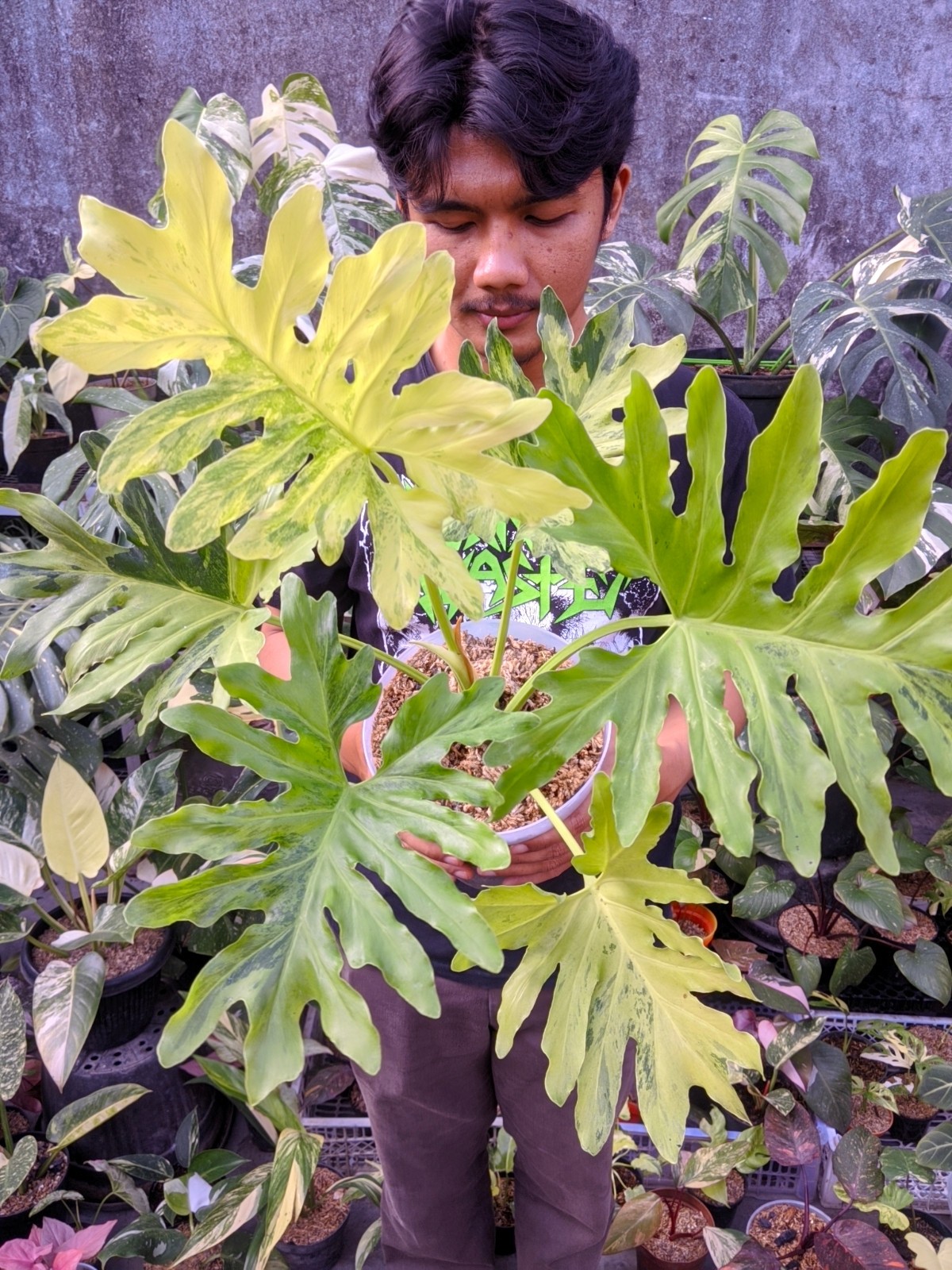 Thaumatopillum Dragon Fire Variegated Large Size Real Picture