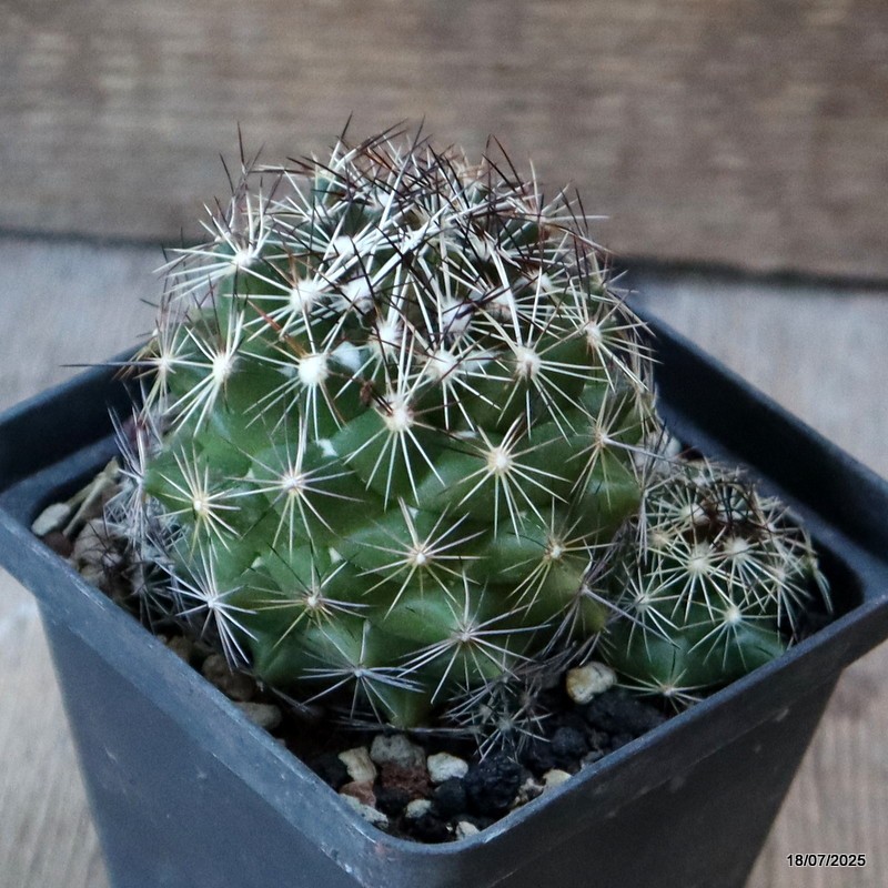 D5379 CORYPHANTHA NICKELSAE pot8-H7-W8 cm MaMa Cactus