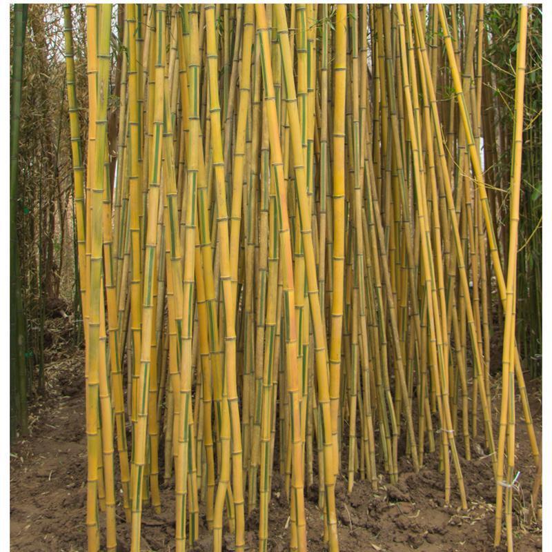Giant Bamboo Seeds Perennial evergreen Grows Edible Bamboo shoots 100Pcs