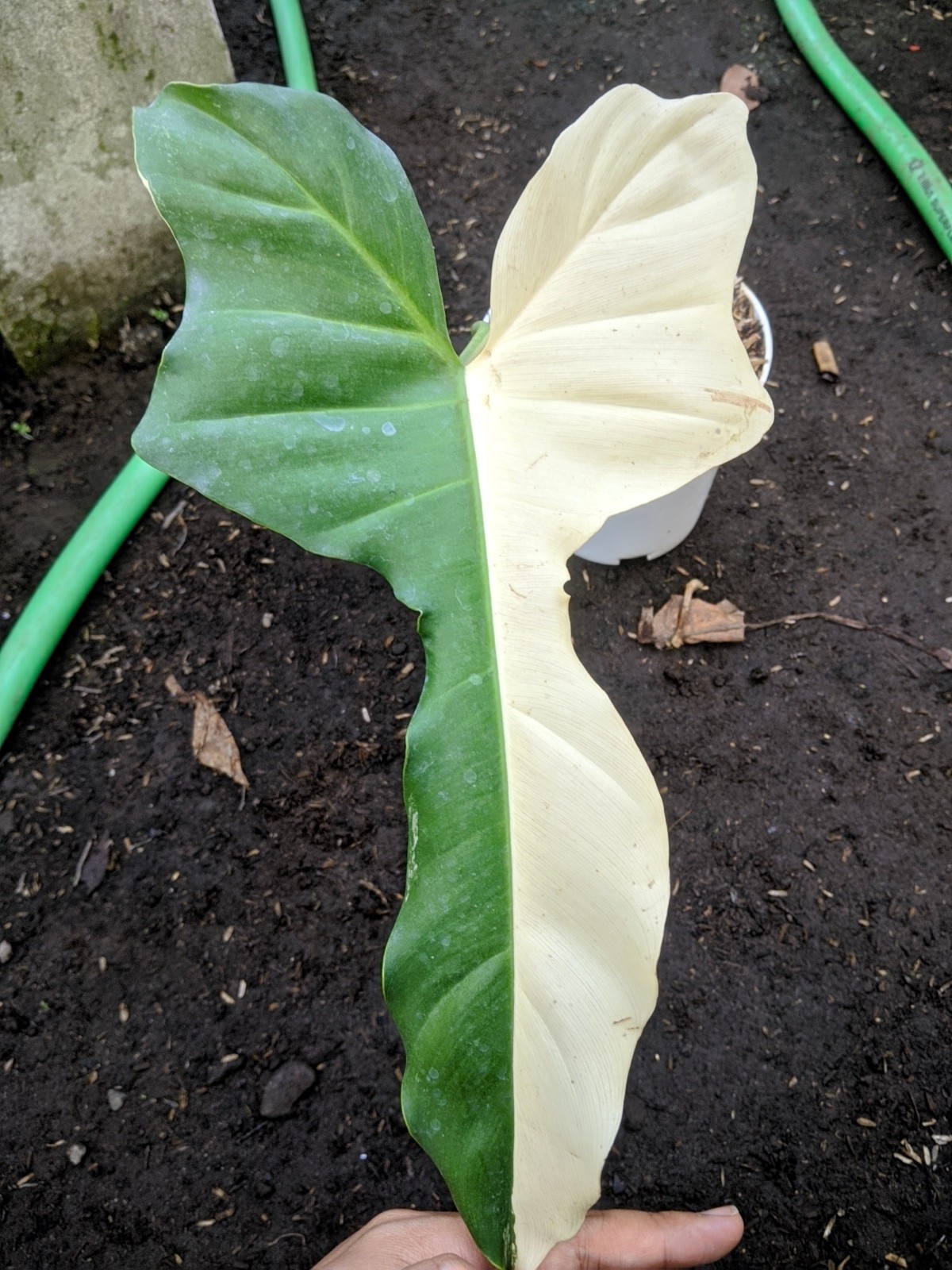 Philodendron Golden Dragon Halfmoon Variegated Large Size Real Picture