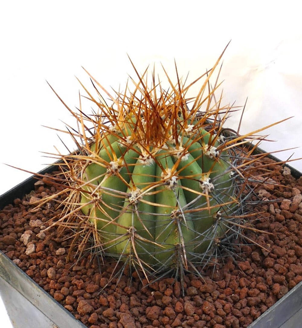 Cereus pasacana BROWN SPINES OT2KK – Pasacana cactus | Argentine saguaro